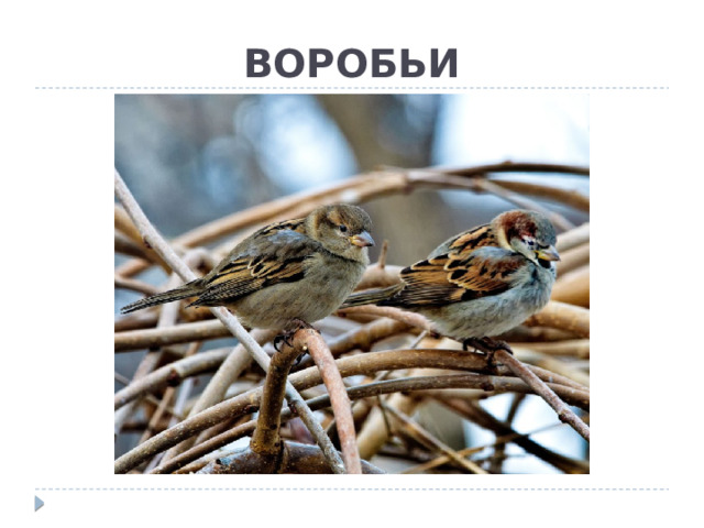 ВОРОБЬИ 