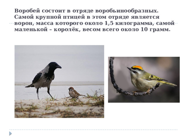 Воробей состоит в отряде воробьинообразных.  Самой крупной птицей в этом отряде является ворон, масса которого около 1,5 килограмма, самой маленькой – королёк, весом всего около 10 грамм.   