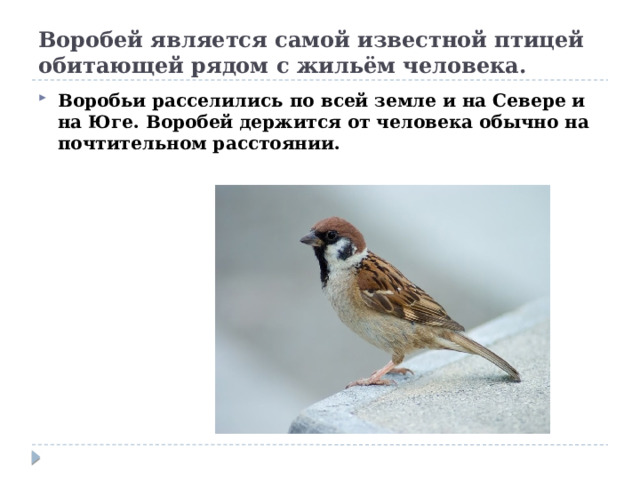 Воробей является самой известной птицей обитающей рядом с жильём человека. Воробьи расселились по всей земле и на Севере и на Юге. Воробей держится от человека обычно на почтительном расстоянии.  
