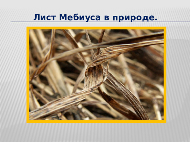 Лист Мебиуса в природе. 