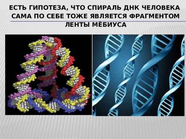 Есть гипотеза, что спираль ДНК человека   сама по себе тоже является фрагментом   ленты Мёбиуса   