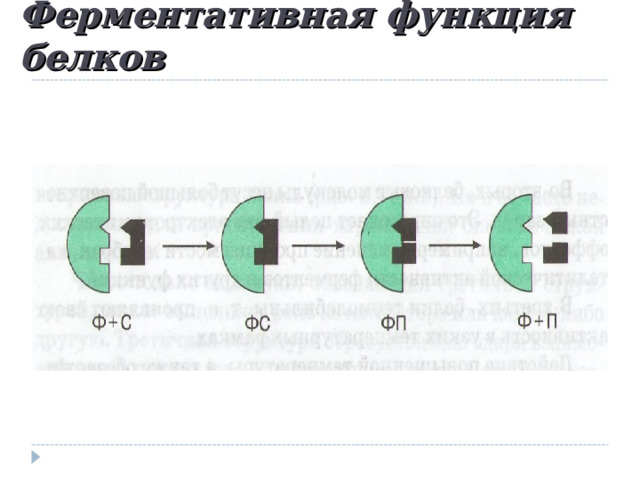 Ферментативная функция белков 