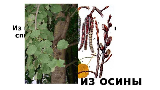 Из какого дерева сделаны спички? из осины 