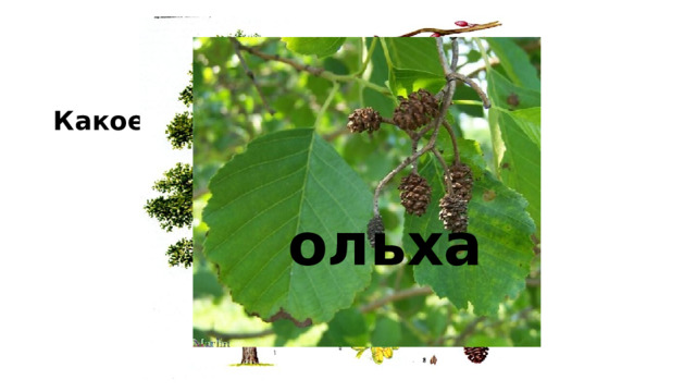 Какое дерево цветет первым? ольха 