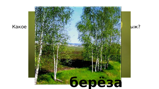 Какое дерево используется для изготовления лыж? берёза 
