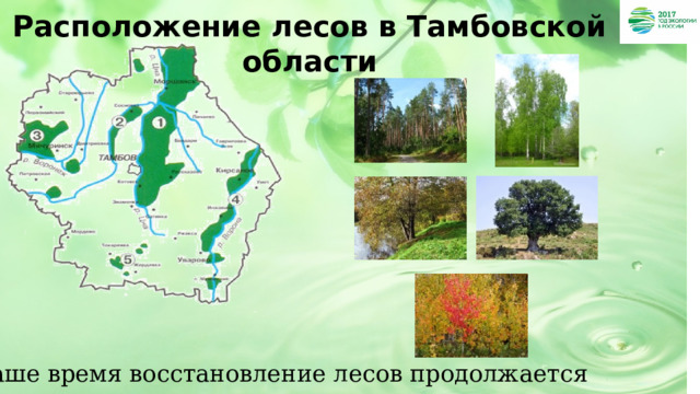 Расположение лесов в Тамбовской области В наше время восстановление лесов продолжается 