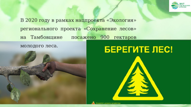 В 2020 году в рамках нацпроекта «Экология» регионального проекта «Сохранение лесов» на Тамбовщине посажено 900 гектаров молодого леса.   