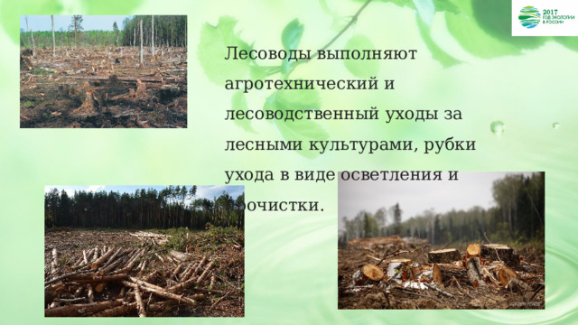Лесоводы выполняют агротехнический и лесоводственный уходы за лесными культурами, рубки ухода в виде осветления и прочистки. 