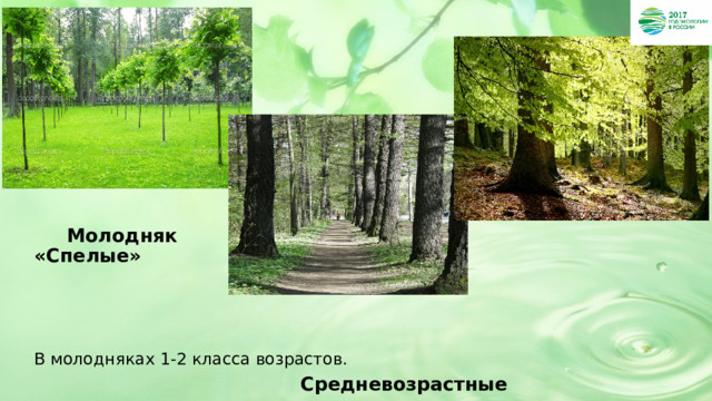         Молодняк «Спелые»    В молодняках 1-2 класса возрастов.  Средневозрастные 