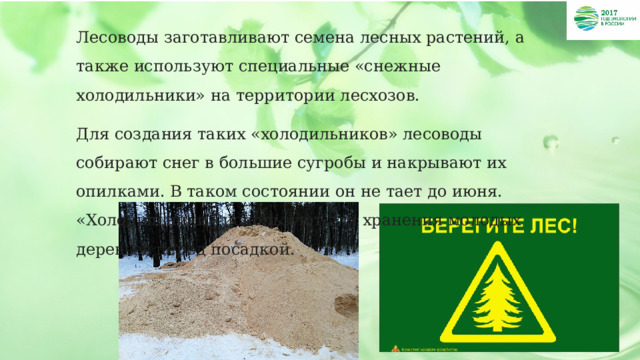 Лесоводы заготавливают семена лесных растений, а также используют специальные «снежные холодильники» на территории лесхозов. Для создания таких «холодильников» лесоводы собирают снег в большие сугробы и накрывают их опилками. В таком состоянии он не тает до июня. «Холодильники» используют для хранения молодых деревьев перед посадкой. 