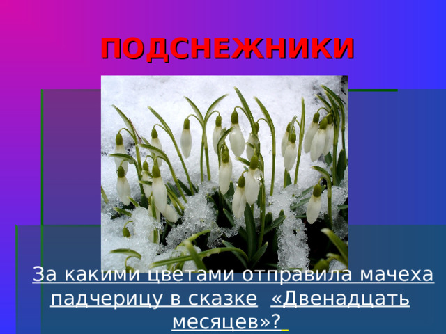 ПОДСНЕЖНИКИ  За какими цветами отправила мачеха падчерицу в сказке  «Двенадцать месяцев»?   