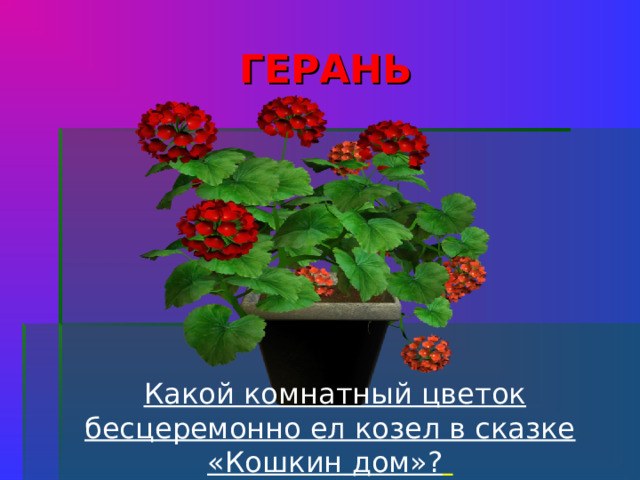 ГЕРАНЬ  Какой комнатный цветок бесцеремонно ел козел в сказке «Кошкин дом»?   