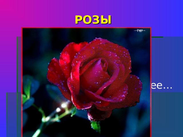 РОЗЫ Бутон - для красы. Шипы - для угрозы. Цветка не найти красивее…    