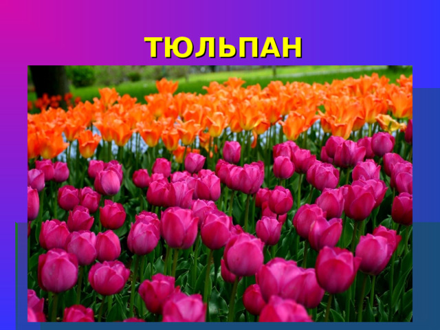 ТЮЛЬПАН Из Голландии приехал, И мороз наш не помеха! Меж цветов он «знатный пан», Колпачком цветет …    