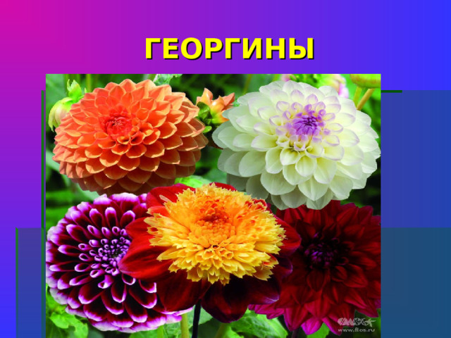 ГЕОРГИНЫ На клумбе у окошка Посажена картошка. Цветки ее огромные- И светлые и темные    