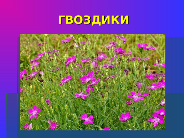 ГВОЗДИКИ Все знакомы с нами: Яркими, как пламя. Мы однофамильцы С мелкими гвоздями. Полюбуйтесь дикими Алыми …      