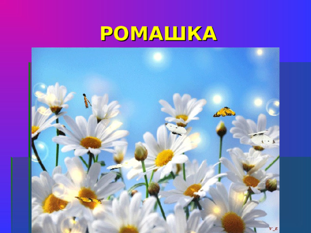 РОМАШКА Белая корзинка, Золотое донце. В ней лежит росинка И сверкает солнце    