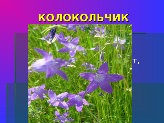 КОЛОКОЛЬЧИК Эй, звоночки, синий цвет, С язычком, а звону нет.    