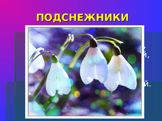 ПОДСНЕЖНИКИ У занесенных снегом кочек, Под белой шапкой снеговой, Нашли мы синенький цветочек, Полузамерзший, чуть живой.    