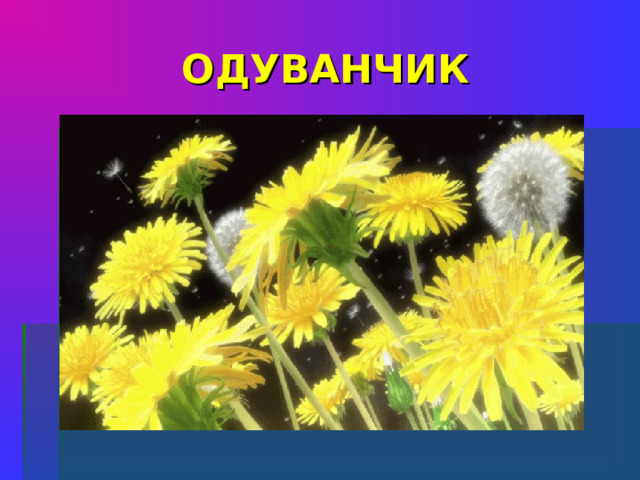 ОДУВАНЧИК  Горел в траве росистой Фонарик золотистый. Потом померк, потух И превратился в пух. .     