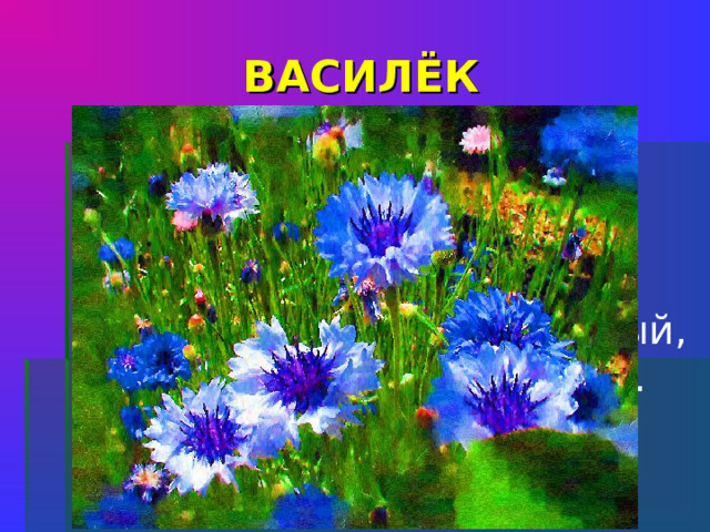 ВАСИЛЁК Твой глазок на ножке твердой Затерялся в колосках. Все же ты, красавец гордый, Гость не нужный на полях.      
