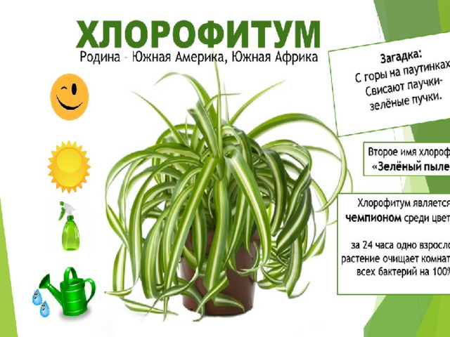 ВАСИЛЁК Твой глазок на ножке твердой Затерялся в колосках. Все же ты, красавец гордый, Гость не нужный на полях.      
