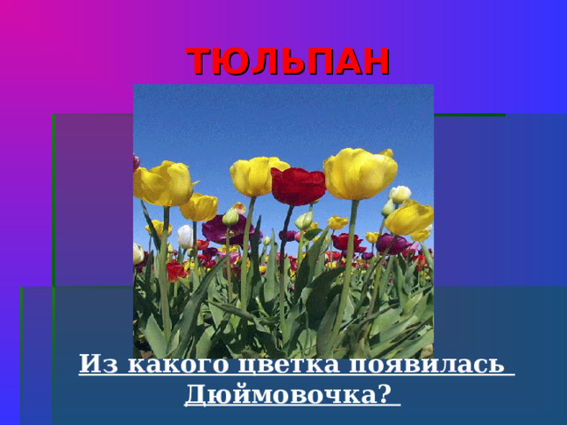 ТЮЛЬПАН  Из какого цветка появилась Дюймовочка?  