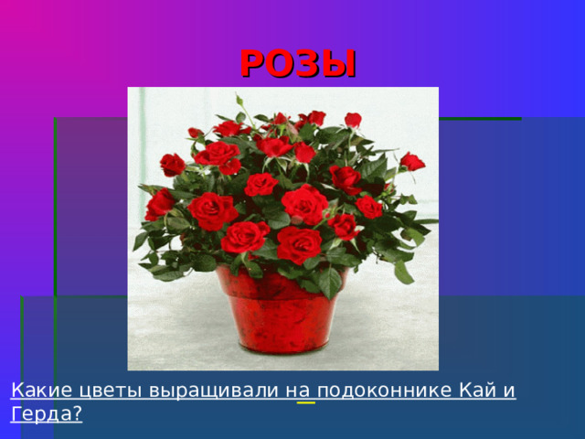 РОЗЫ           Какие цветы выращивали на подоконнике Кай и Герда?    