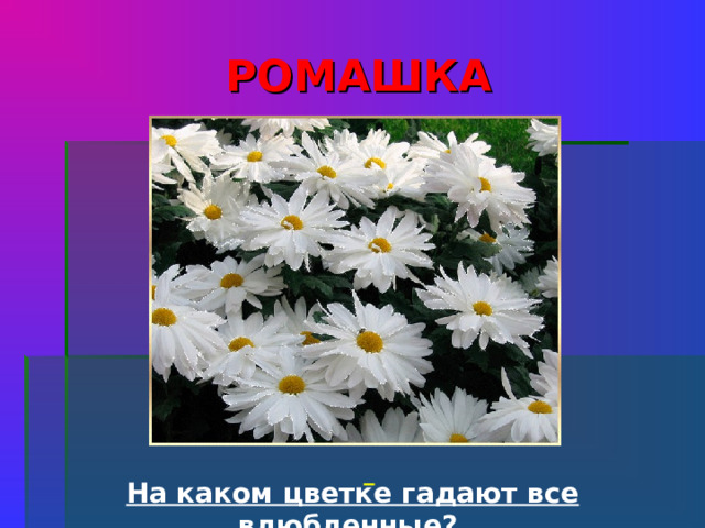 РОМАШКА            На каком цветке гадают все влюбленные?    