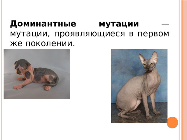 Доминантные мутации — мутации, проявляющиеся в первом же поколении. 