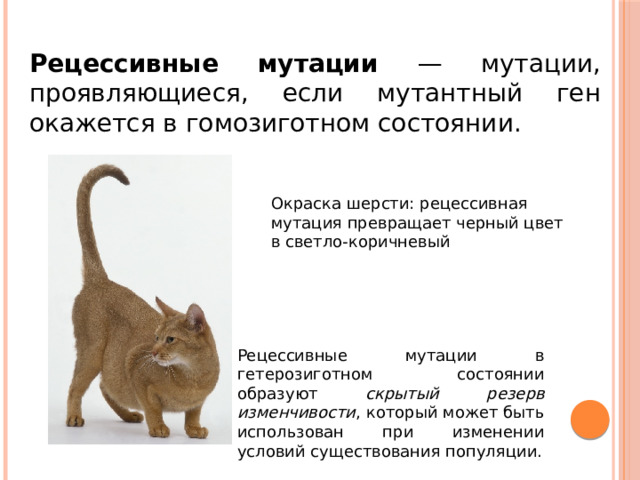 Рецессивные мутации — мутации, проявляющиеся, если мутантный ген окажется в гомозиготном состоянии. Окраска шерсти: рецессивная мутация превращает черный цвет в светло-коричневый Рецессивные мутации в гетерозиготном состоянии образуют скрытый резерв изменчивости , который может быть использован при изменении условий существования популяции. 