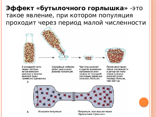 Эффект «бутылочного горлышка» -это такое явление, при котором популяция проходит через период малой численности 