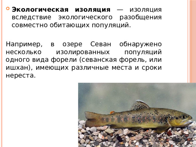 Экологическая изоляция — изоляция вследствие экологического разобщения совместно обитающих популяций. Например, в озере Севан обнаружено несколько изолированных популяций одного вида форели (севанская форель, или ишхан), имеющих различные ме­ста и сроки нереста. 