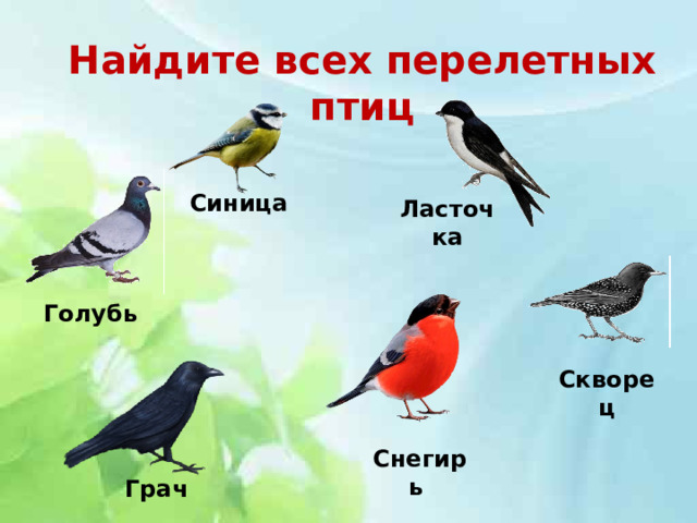 Найдите всех перелетных птиц Синица Ласточка Голубь Скворец Снегирь Грач 
