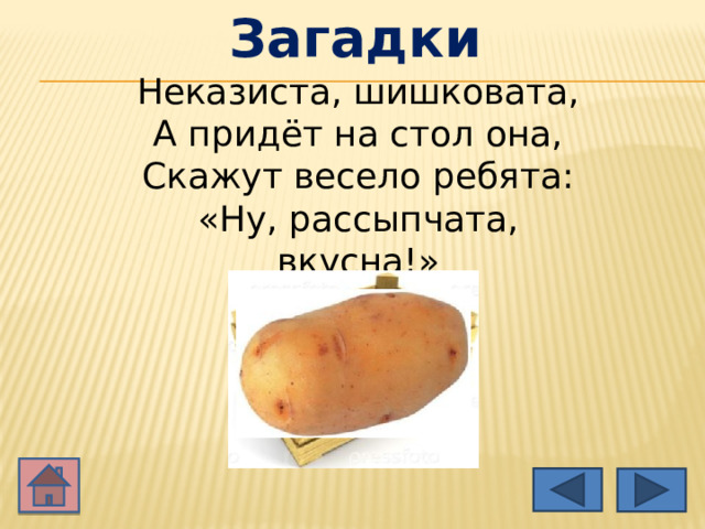 Загадки Неказиста, шишковата, А придёт на стол она, Скажут весело ребята: «Ну, рассыпчата, вкусна!» 