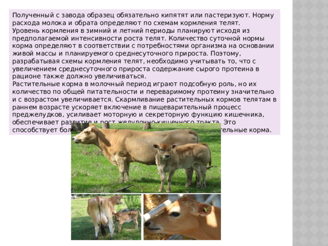 Полученный с завода образец обязательно кипятят или пастеризуют. Норму расхода молока и обрата определяют по схемам кормления телят. Уровень кормления в зимний и летний периоды планируют исходя из предполагаемой интенсивности роста телят. Количество суточной нормы корма определяют в соответствии с потребностями организма на основании живой массы и планируемого среднесуточного прироста. Поэтому, разрабатывая схемы кормления телят, необходимо учитывать то, что с увеличением среднесуточного прироста содержание сырого протеина в рационе также должно увеличиваться. Растительные корма в молочный период играют подсобную роль, но их количество по общей питательности и переваримому протеину значительно и с возрастом увеличивается. Скармливание растительных кормов телятам в раннем возрасте ускоряет включение в пищеварительный процесс преджелудков, усиливает моторную и секреторную функцию кишечника, обеспечивает развитие и рост желудочно-кишечного тракта. Это способствует более быстрому переходу молодняка на растительные корма. 