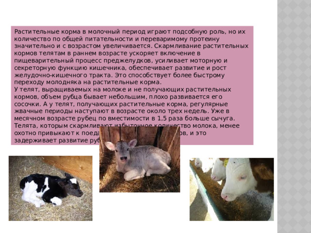 Растительные корма в молочный период играют подсобную роль, но их количество по общей питательности и переваримому протеину значительно и с возрастом увеличивается. Скармливание растительных кормов телятам в раннем возрасте ускоряет включение в пищеварительный процесс преджелудков, усиливает моторную и секреторную функцию кишечника, обеспечивает развитие и рост желудочно-кишечного тракта. Это способствует более быстрому переходу молодняка на растительные корма. У телят, выращиваемых на молоке и не получающих растительных кормов, объем рубца бывает небольшим, плохо развивается его сосочки. А у телят, получающих растительные корма, регулярные жвачные периоды наступают в возрасте около трех недель. Уже в месячном возрасте рубец по вместимости в 1,5 раза больше сычуга. Телята, которым скармливают избыточное количество молока, менее охотно привыкают к поеданию растительных кормов, и это задерживает развитие рубцового пищеварения. 