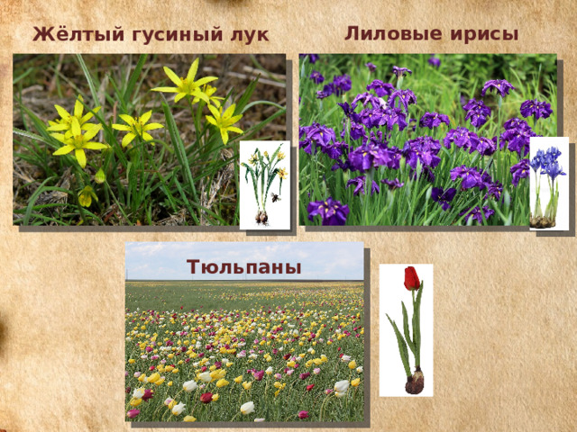 Лиловые ирисы Жёлтый гусиный лук Тюльпаны 