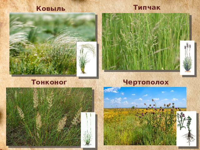 Типчак Ковыль Чертополох Тонконог 
