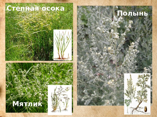 Степная осока Полынь Мятлик 