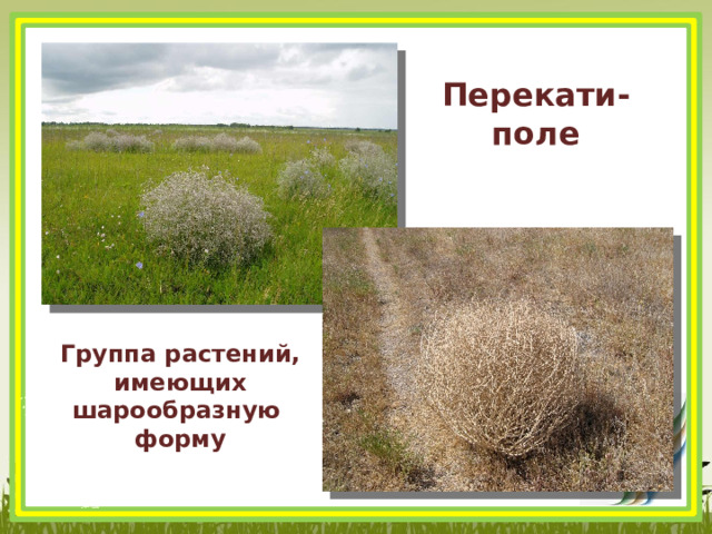 Перекати- поле Группа растений, имеющих шарообразную форму 