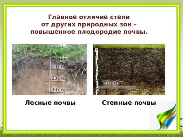 Главное отличие степи от других природных зон – повышенное плодородие почвы. Лесные почвы Степные почвы 