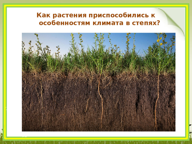 Как растения приспособились к особенностям климата в степях? 