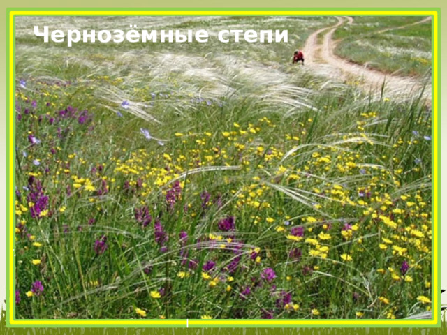 Чернозёмные степи 