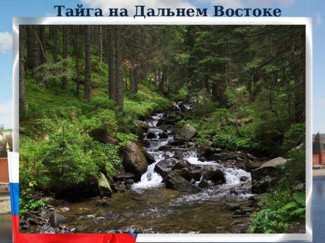 Тайга на Дальнем Востоке 