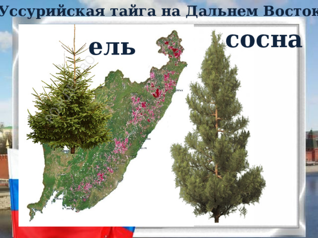 Уссурийская тайга на Дальнем Востоке сосна ель 