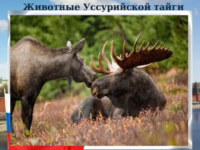 Животные Уссурийской тайги 