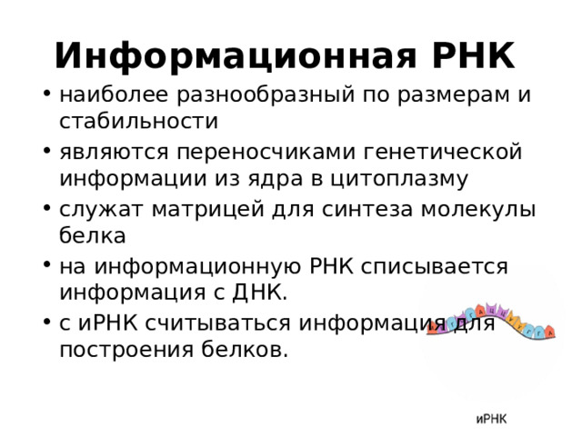 Информационная РНК наиболее разнообразный по размерам и стабильности являются переносчиками генетической информации из ядра в цитоплазму служат матрицей для синтеза молекулы белка на информационную РНК списывается информация с ДНК. с иРНК считываться информация для построения белков. 