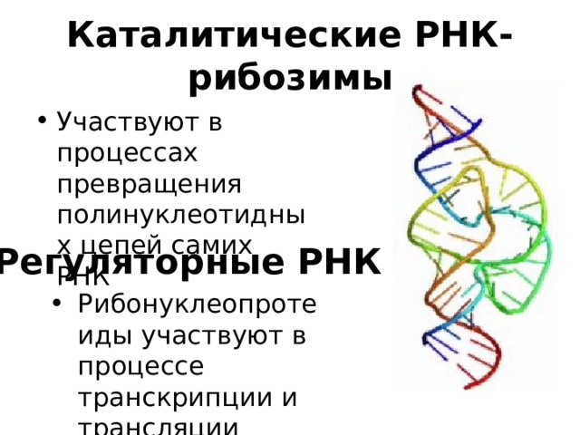 Каталитические РНК-рибозимы Участвуют в процессах превращения полинуклеотидных цепей самих РНК Регуляторные РНК Рибонуклеопротеиды участвуют в процессе транскрипции и трансляции 