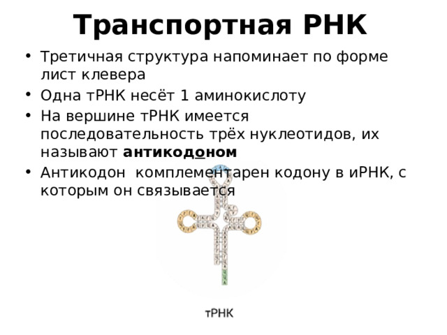 Транспортная РНК Третичная структура напоминает по форме лист клевера Одна тРНК несёт 1 аминокислоту На вершине тРНК имеется последовательность трёх нуклеотидов, их называют антикод о ном Антикодон комплементарен кодону в иРНК, с которым он связывается 